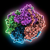 Borna disease virus nucleoprotein