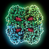 Human erythrocyte catalase