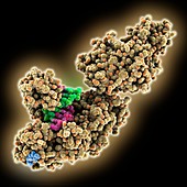 Taq DNA polymerase complex