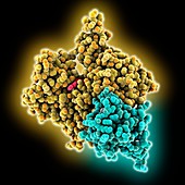 Actin complexed with human gelsolin