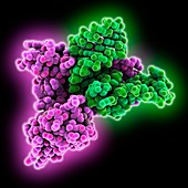 Ribosomal protein complex