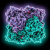 2-Oxoglutarate dehydrogenase molecule