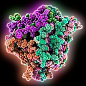 Human beta-amyloid fibril molecule