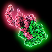 Non-coding RNA inhibition