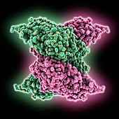 Selenocysteine synthase molecule