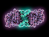 Tumour suppressor p53 DNA complex