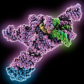 RNA kink turn structural motif