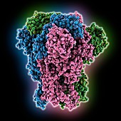 Coronavirus spike glycoprotein
