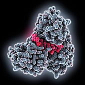Hepatitis C helicase NS3h DNA complex