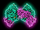 cAMP-dependent protein kinase