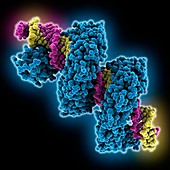 TAL effector bound to DNA target