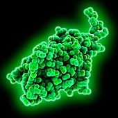 Sudan ebola virus nucleoprotein VP24