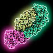 Tumour necrosis factor complex