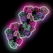 Influenza A ribonucleoprotein complex