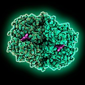 Cyclooxygenase complex