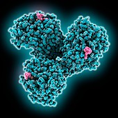 WSN A influenza nucleoprotein complex