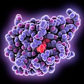 Engineered fluorescent LOV molecule