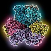 Engineered self-assembling protein molecule