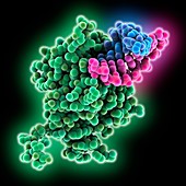 Lassa virus nucleoprotein complex