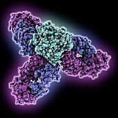 Tumour necrosis factor complex