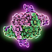 VEGF-A receptor binding domain