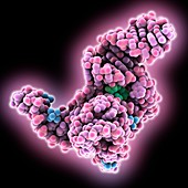 SAM-I IV riboswitch aptamer domain