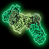 Ebola virus VP40 matrix protein
