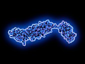 Human RAGE extracellular domain