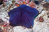 Halityle cushion starfish