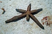 Luzon starfish