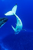 Humpback whale mother and calf