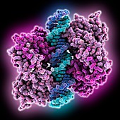 Engineered p53 DNA complex