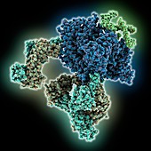 Antibody bound to HIV glycoprotein