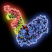 Endoribonuclease Dicer siRNA complex