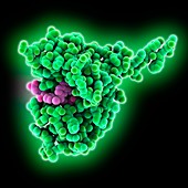 Dihydrofolate reductase complex