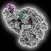 CRISPR RNA-guided surveillance complex