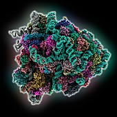 Fly 80S ribosome molecule