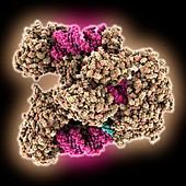 CCA-adding enzyme tRNA RNA complex