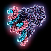 Accessory gene regulator DNA complex