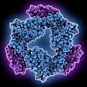 Phycocyanin molecule