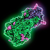 H6N1 influenza virus hemagglutinin