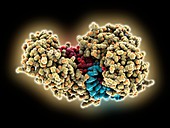 Human argonaute2 complex