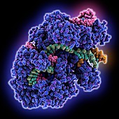 CRISPR Cas9 RNA-DNA complex