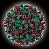 Hepatitis B virus capsid molecule