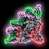 Fis nucleoid protein complexed with DNA