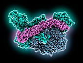 C3B complexed with smallpox inhibitor