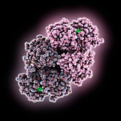 Hepatitis C virus NS3 complex