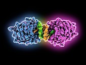 Phosphodiesterase DNA complex