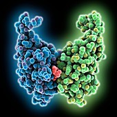 Programmed cell death 1 ligand