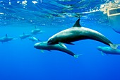 Melon-headed whales with a boat